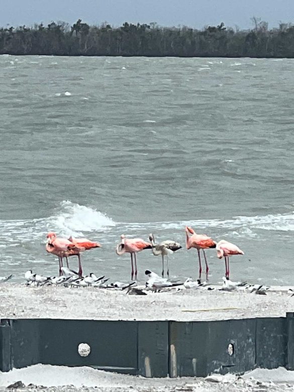 Flamingos on Sanibel Island Causeway