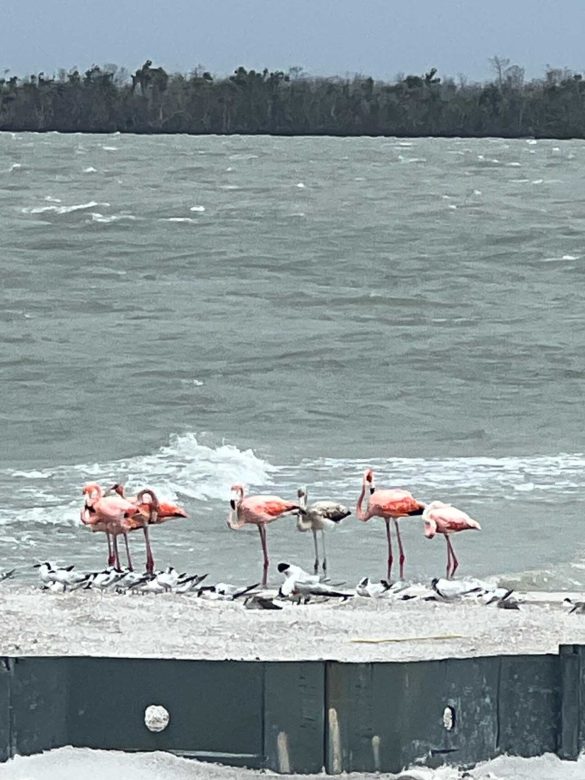 Flamingos on Sanibel Island Causeway