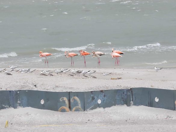 Flamingos on Sanibel Island